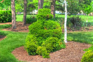 Topiary 4